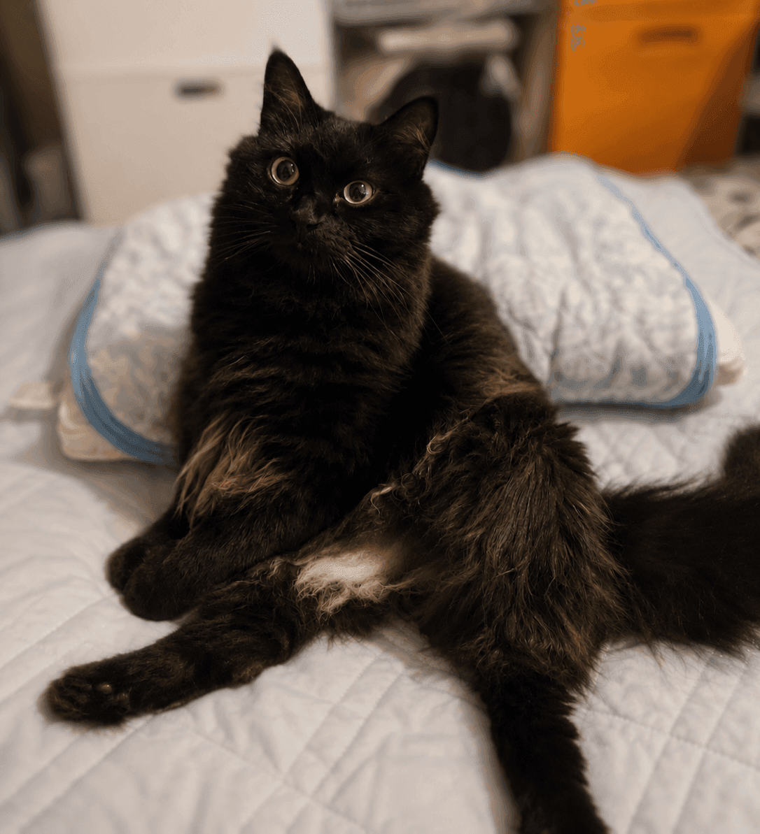 黒猫②の写真
