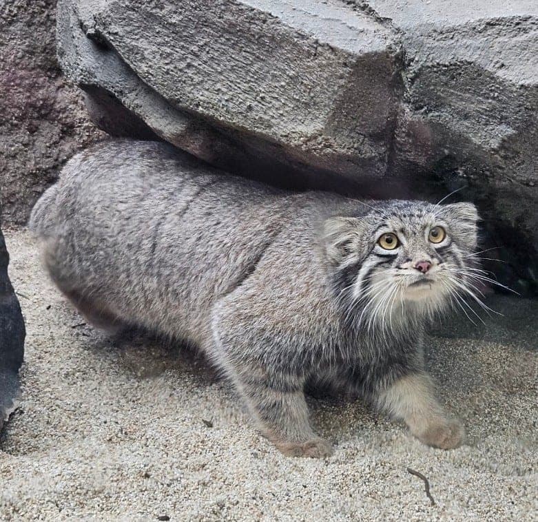 動物の写真