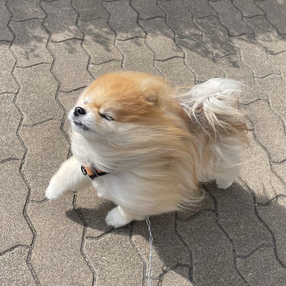 元の写真